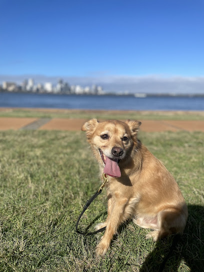 Perth K9 Coach