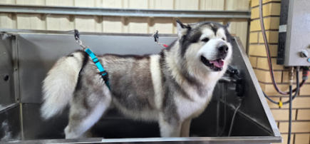 Ulti-Mutt Home Grooming Studio
