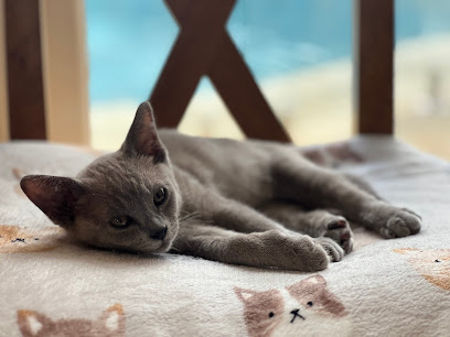 Aussie Pet Connections
