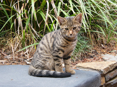 Lucky Lodge & Scraps Garden Boarding Cattery