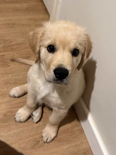 Gildedheart Retrievers