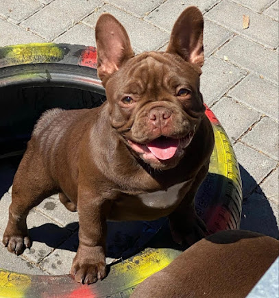 Deluxedarlings French Bulldogs