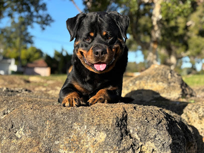 Bandit K9