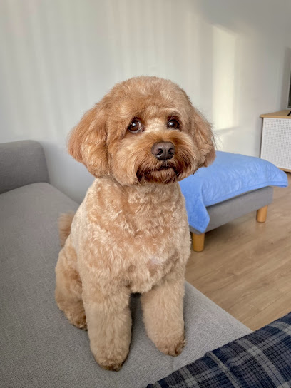 Groom & Bloom Dog Grooming