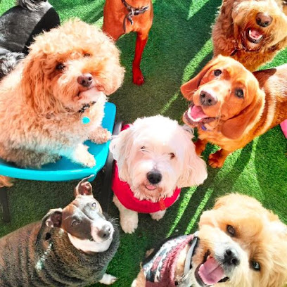 Social Animals Dog Club Daycare