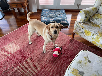 Clippd Canine Styling – Clifton Springs
