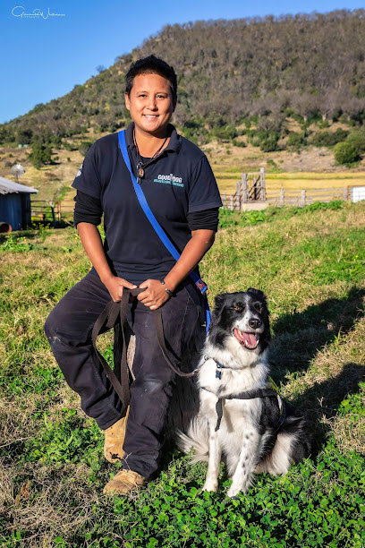 GOOD DOG Behavioural Training