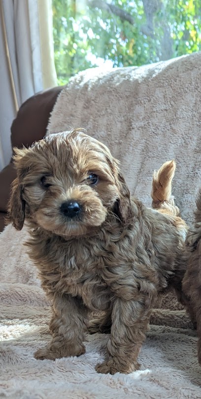 Adelaide Hills Cavoodles