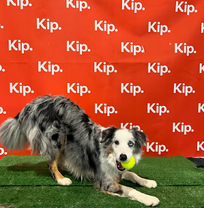 Kip West Hindmarsh Dog Daycare
