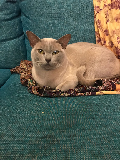 Cat’s Conservatory