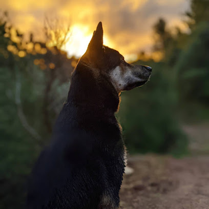 Beyond Dogs
