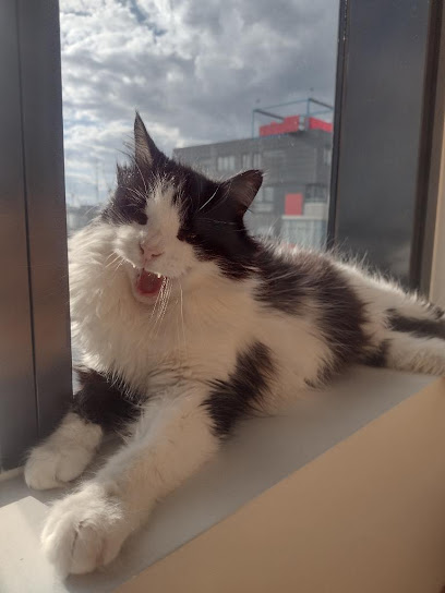 First Paw Mobile Vet