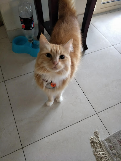Little Whiskers Pet Sitting