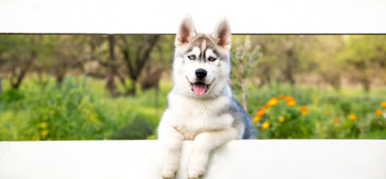 Canine Connect
