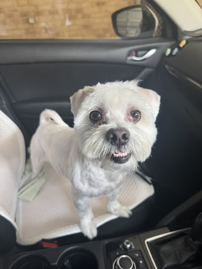 Sweet Az Dog Grooming