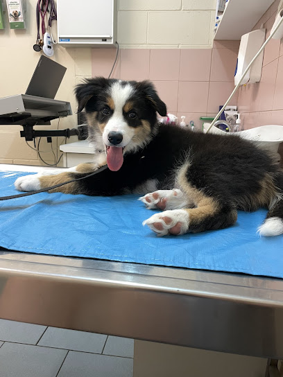 Familypet Vet Coromandel Valley