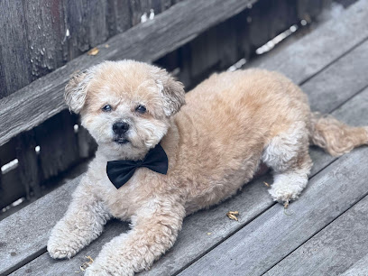 Prestige dog grooming