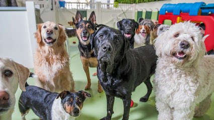 Diggiddy Dog Daycare South Melbourne
