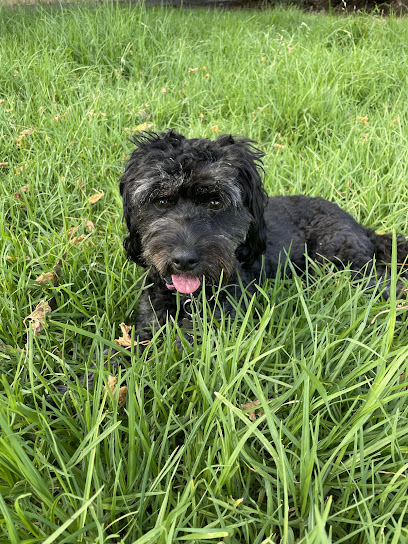 hellopuppy