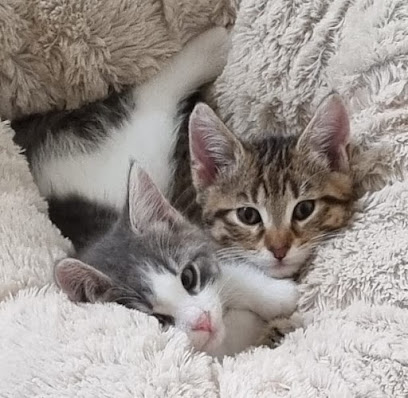 Give a Kitty a Home Rescue Inc.