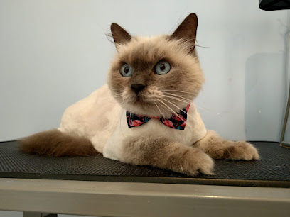 Check Meowt Cat Grooming