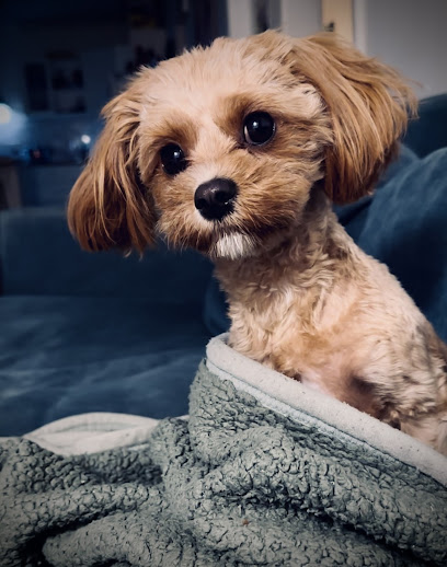 Men of Paws – Dog Grooming