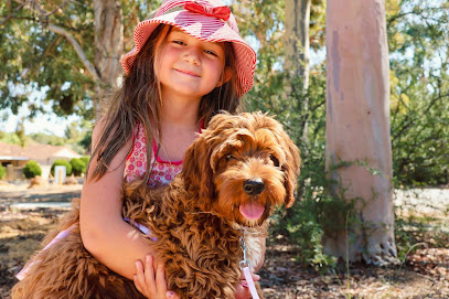 Labracadabra Labradoodles and Bernedoodles