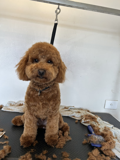 Absolute PAWfection Dog Grooming