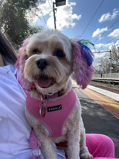 Pinup Pooch Dog Grooming