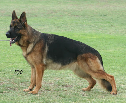 German Shepherd Dog Club Of SA Inc