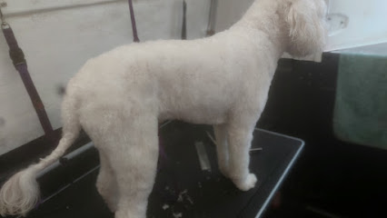 Mobile pet groomer Honey & the pooch