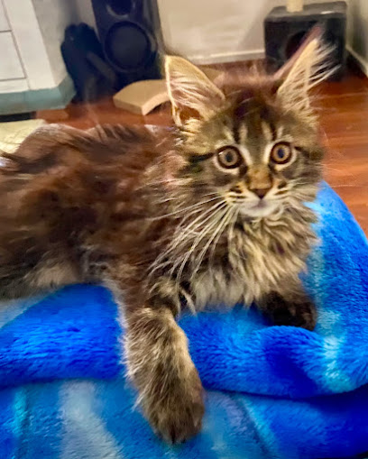 Bouchier Maine Coon Cattery