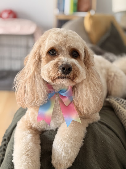 Furbabies Pet Grooming