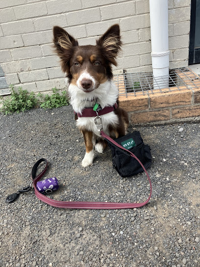 K9 Exercise and Training
