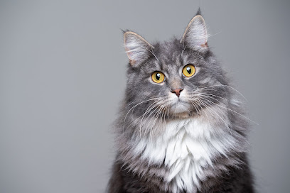 Melbourne Cat Vets Fitzroy