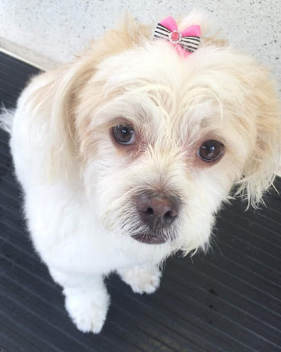 Elegant Dog Grooming Service