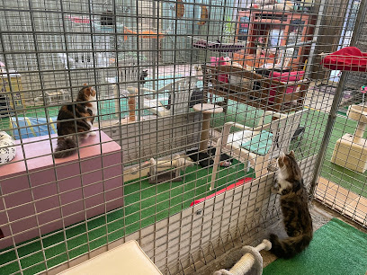 Pampered Cats Cattery