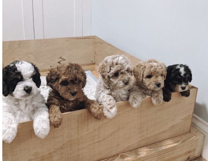 Toy Cavoodles Melbourne