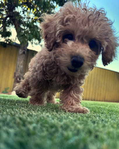 Eynesbury Toy Poodle Breeders Adelaide South Australia