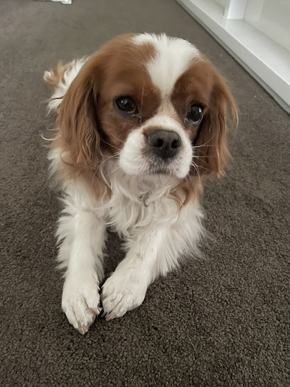 Kate’s Top Dog Grooming of Rosanna