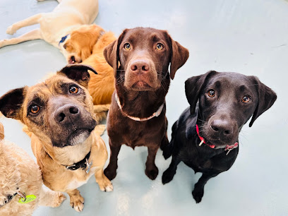 Kip Bayside Dog Daycare & Boarding