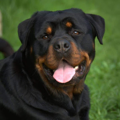 VONHALLA ROTTWEILERS & FRENCH BULLDOGS