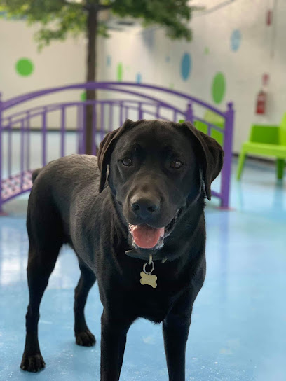 Kip Kew Dog Daycare