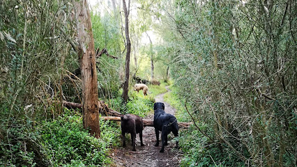 Get Your Dog Walking – Melbourne