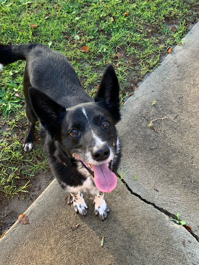 Perth Pet Boarding