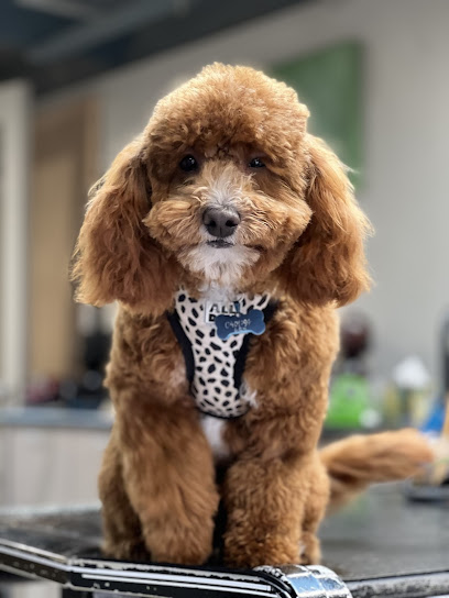 Superb Dog Grooming
