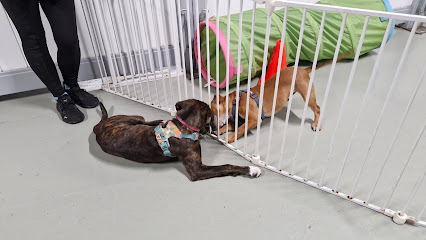 Point Cook Dog Training & Day Care