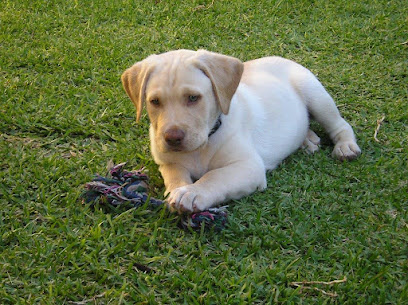 123 Paw Dog Training & Behaviour
