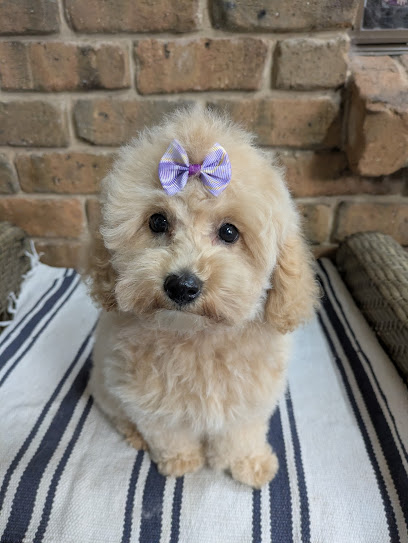 Happy Paws Pet Care and Grooming