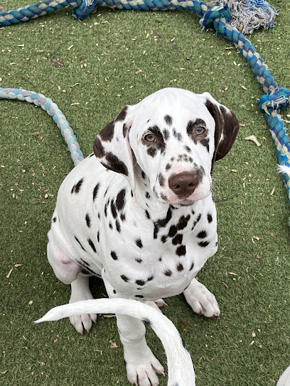 Ibadan Dalmatians